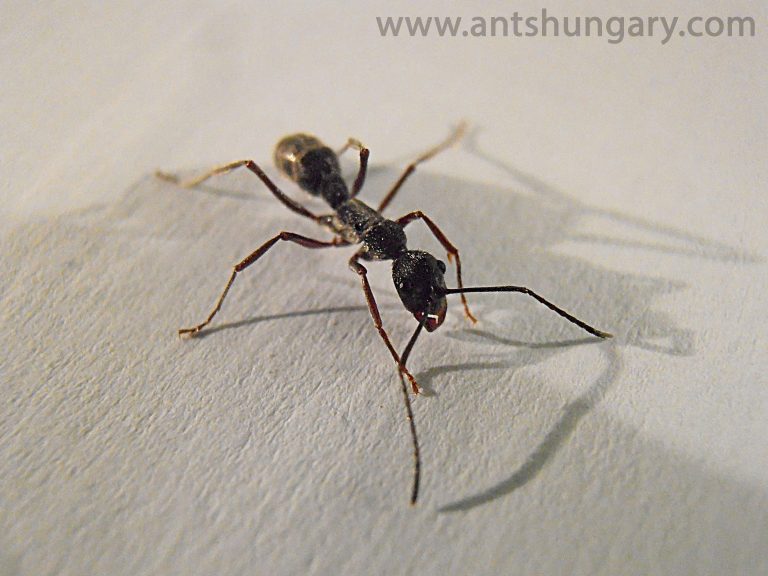 Diacamma rugosum 
queen ant colony for sale buy
www.antshungary.com
www.antsite.eu