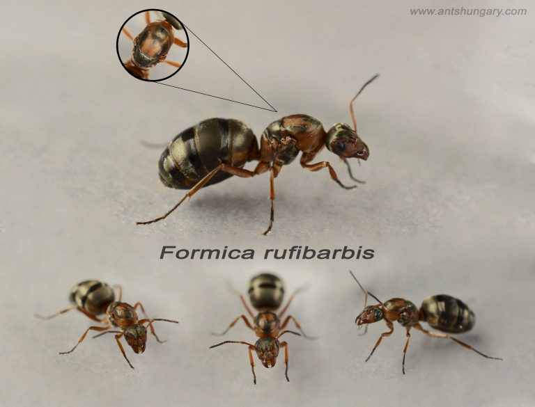 Formica rufibarbis
queen ant colony for sale 
www.antshungary.com
www.antsite.eu