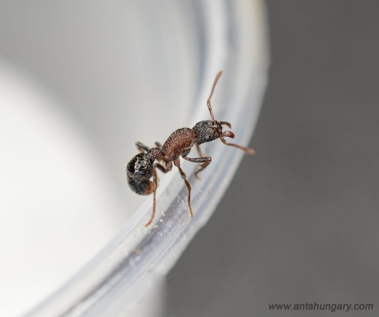 Gnamptogenys bicolor
queen ant colony for sale buy
www.antshungary.com
www.antsite.eu