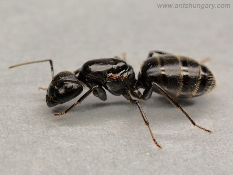 Camponotus vagus queen ant colony for sale buy
www.antshungary.com
www.antsite.eu