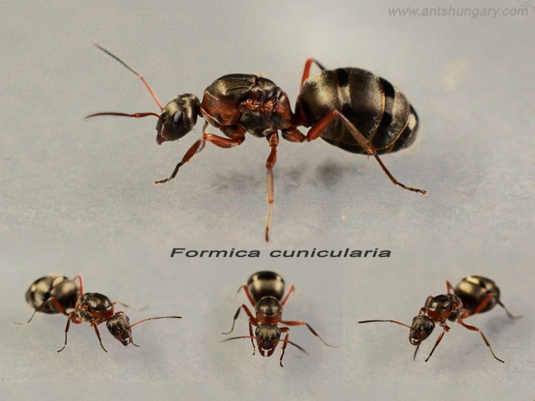 Formica cunicularia
queen ant colony for sale buy
www.antshungary.com
www.antsite.eu