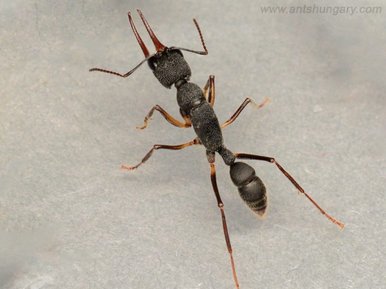 Harpegnathos venator queen ant for sale buy
www.antshungary.com
www.antsite.eu