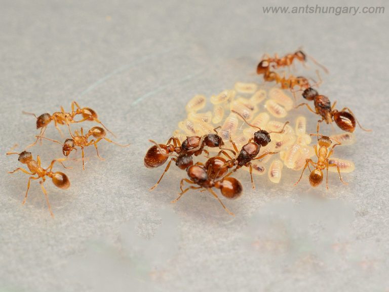 Myrmica rubra european fire ant queen ant colony for sale tűzhangya európai dolgozó királynő vásárlás 
www.antshungary.com
www.antsite.eu