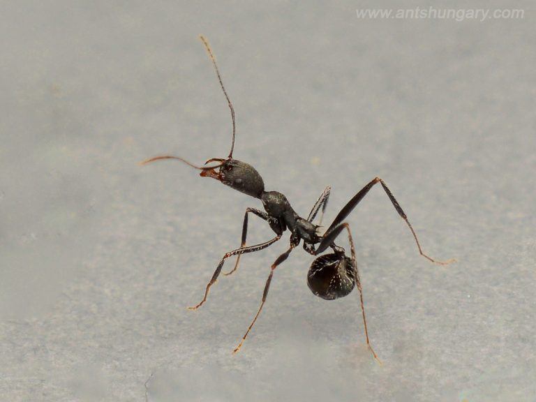 Aphaenogaster iberica queen ant colony for sale hangya királynő dolgozó kolónia
www.antshungary.com
www.antsite.eu