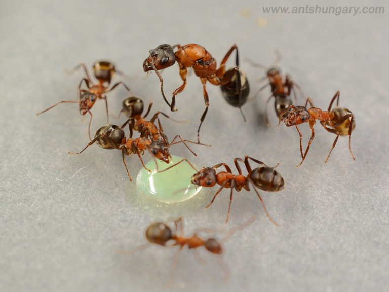 Formica sanguinea
raptiformica queen ant colony for sale
www.antshungary.com
www.antsite.eu