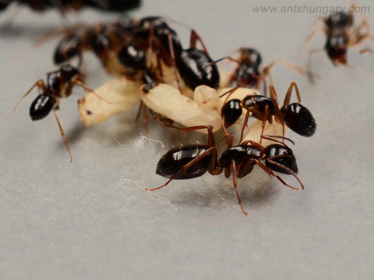 Camponotus fallax colony ant queen for sale www.antshungary.com