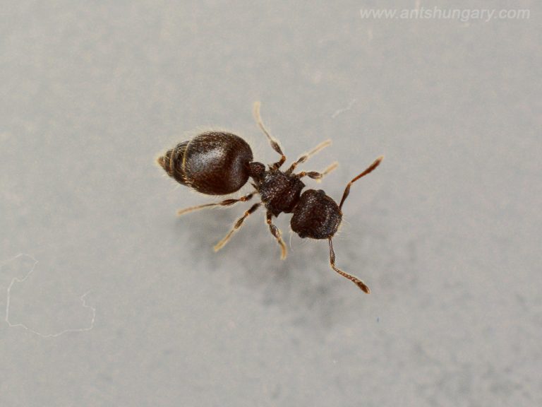 Meranoplus peringueyi queen ant colony for sale hangya királynő dolgozó
www.antshungary.com
www.antsite.eu