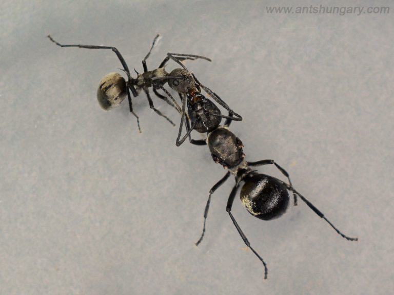 Polyrhachis dives weaver ant queen colony for sale szövőhangya királynő kolónia vásárlás
www.antshungary.com
www.antsite.eu