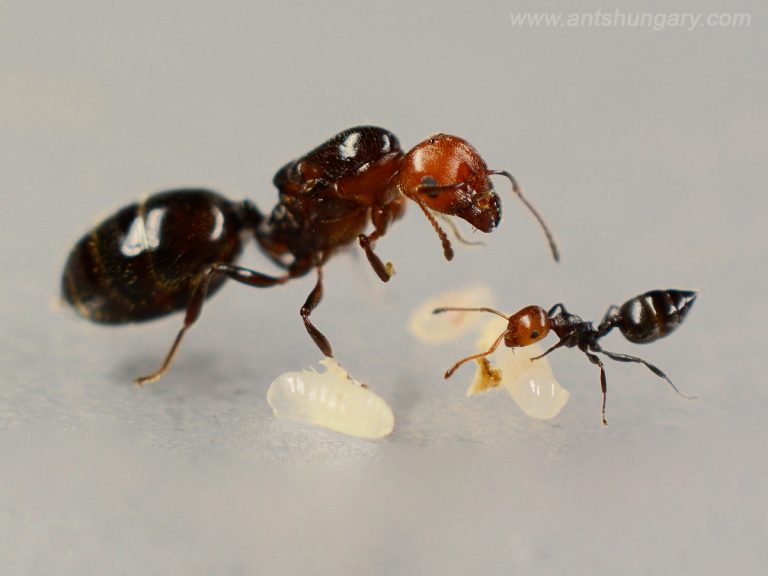 Crematogaster scutellaris
ant queen colony for sale buy
www.antshungary.com
www.antsite.eu