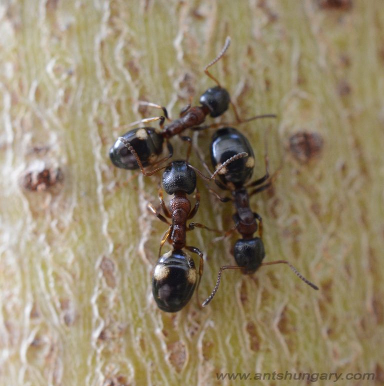 Dolichoderus quadripunctatus
queen ant colony for sale buy
www.antshungary.com
www.antsite.eu