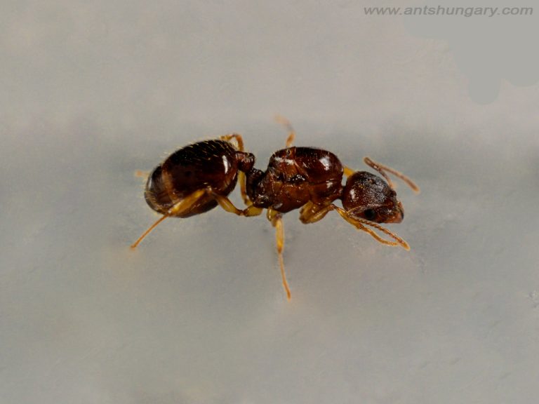 Aphaenogaster subterranea queen ant colony for sale
www.antshungary.com
