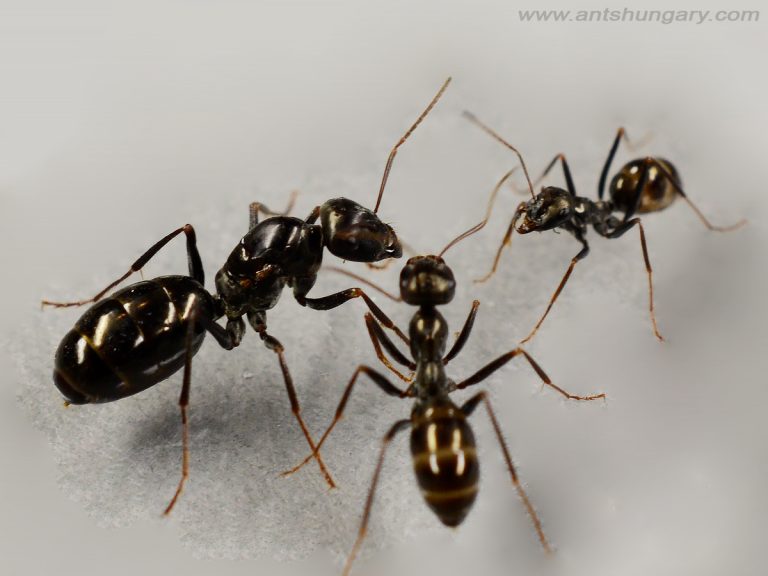 Cataglyphis aenescens queen ant colony for sale buy 
www.antshungary.com
www.antsite.eu