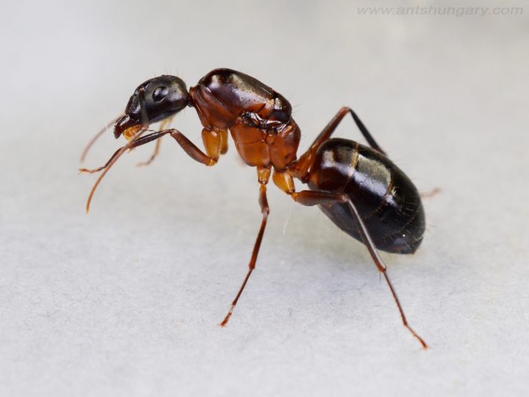 Camponotus barbaricus queen ant colony for sale hangya kolónia királynő
www.antshungary.com
www.antsite.eu