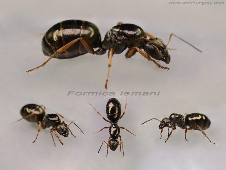 Formica lemani queen ant colony
www.antshungary.com