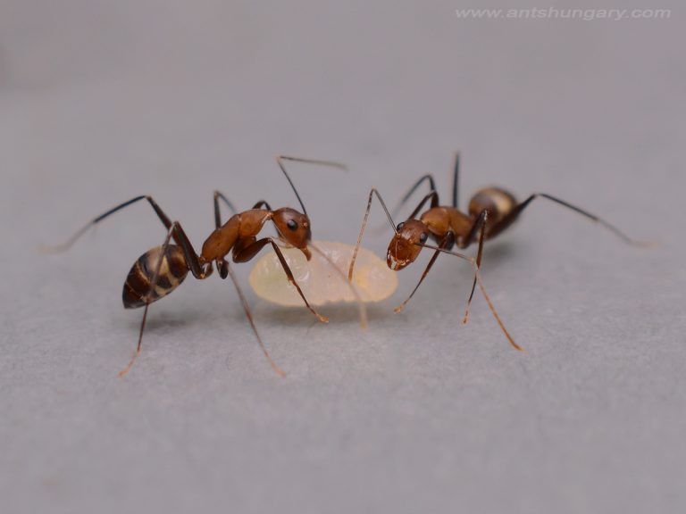 Camponotus habereri queen ant colony for sale buy antsite antshungary