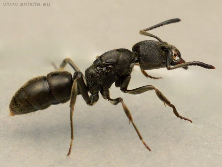Pachycondyla astuta queen colony worker ant for sale www-antsite-eu