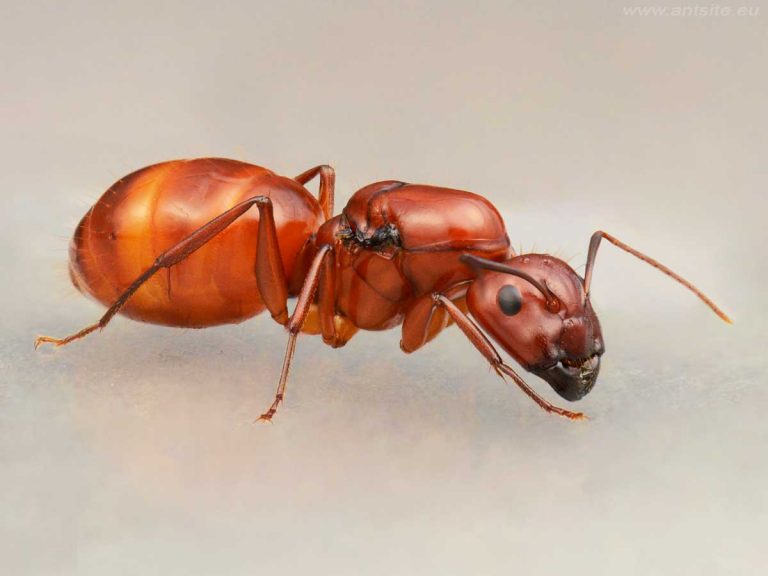Camponotus-castaneus-queen-colony-ant-for-sale-buy-hangya-vásárlás-királynő-kolónia