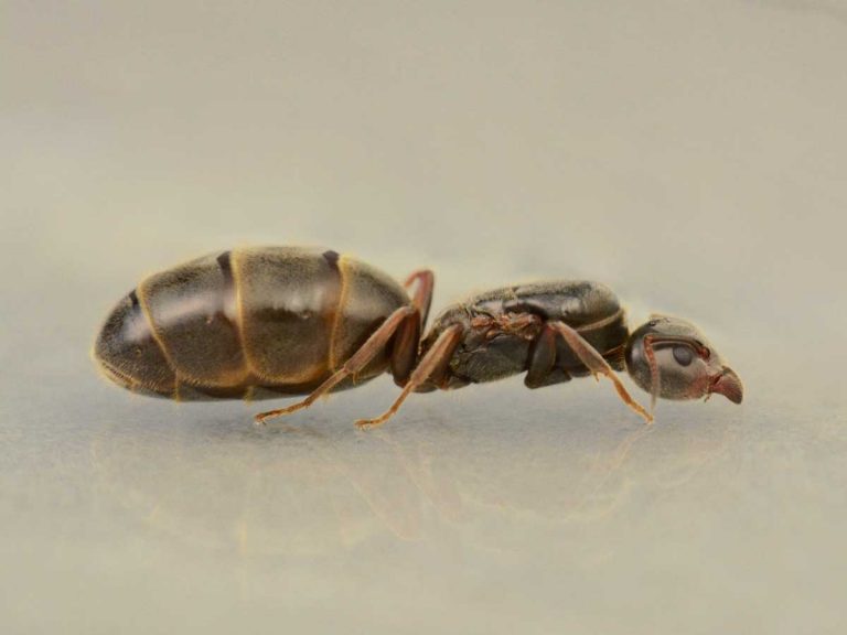 Liometopum-microcephalum-queen-oak-ant-tölgyfa-hangya-királynő-for-sale-buy-antsite