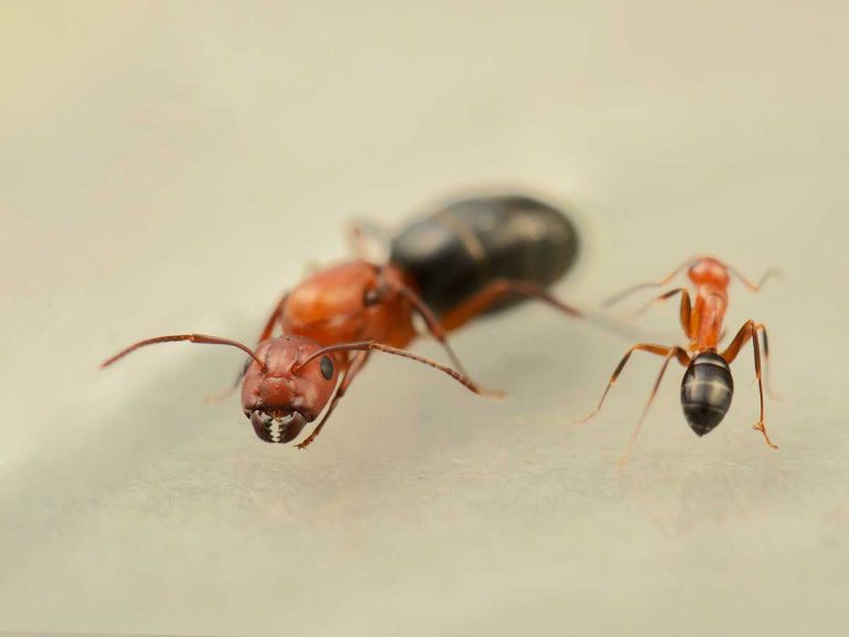 Camponotus-sayi-queen-colony-ant-for-sale-buy-hangya-vásárlás-királynő-kolónia