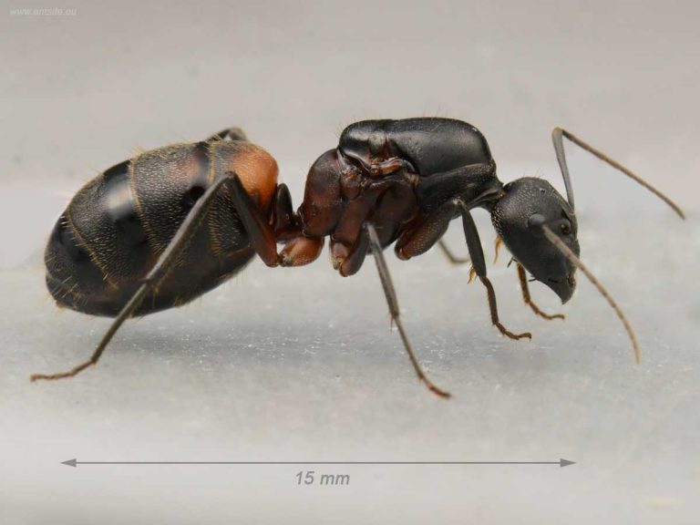 Camponotus-cruentatus-carpenter-queen-colony-ant-for-sale-buy-hangya-vásárlás-királynő-kolónia