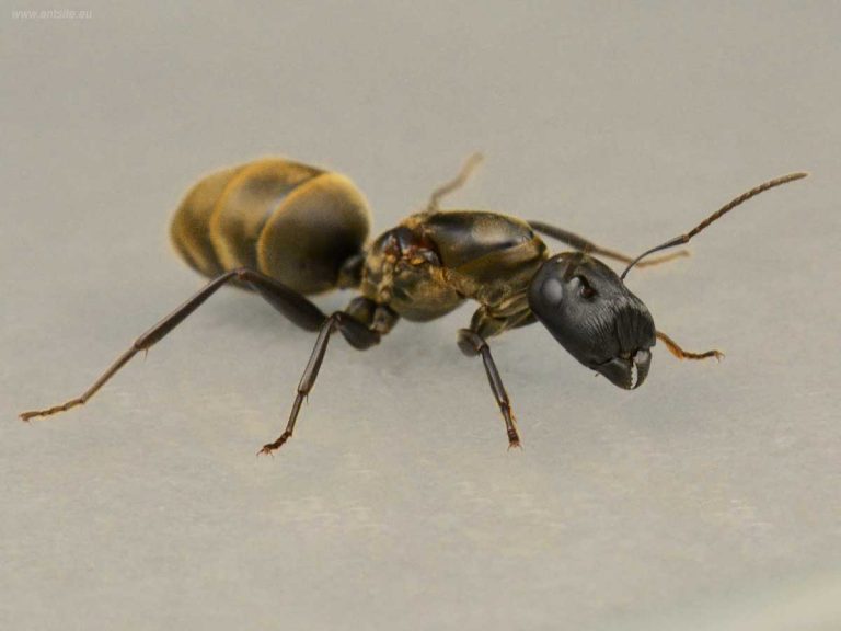 Camponotus-lenoardi-gatekeeper-kapushangya-házmester-queen-with-workers-colony-ant-for-sale-buy-hangya-vásárlás-királynő-kolónia