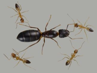 Camponotus albosparsus