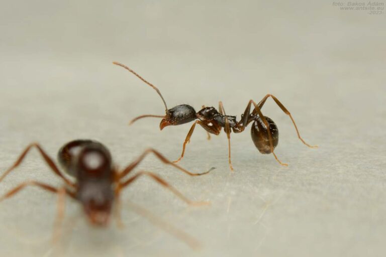 Aphaenogaster-gibbosa-stealthy-vörös-karcsúhangya-underground-undergroundant-Untergrundameise-queen-colony-ant-for-sale-buy-hangya-vásárlás-királynő-kolónia-ár-price-hormiga-jorobada3