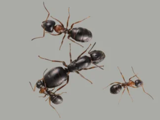 Camponotus dalmaticus