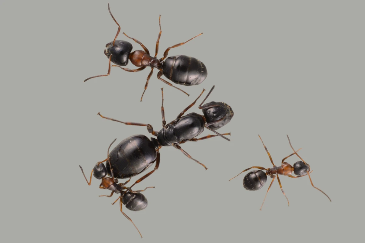 Camponotus dalmaticus