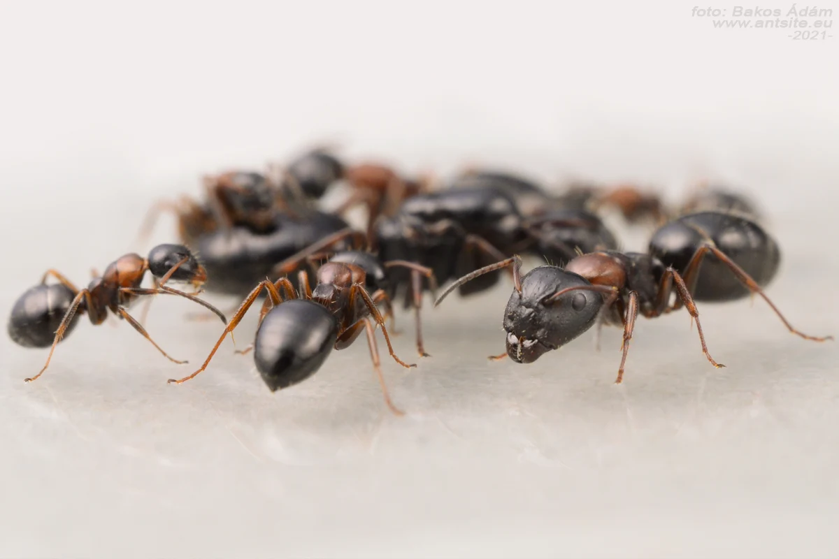 Camponotus dalmaticus - Image 5