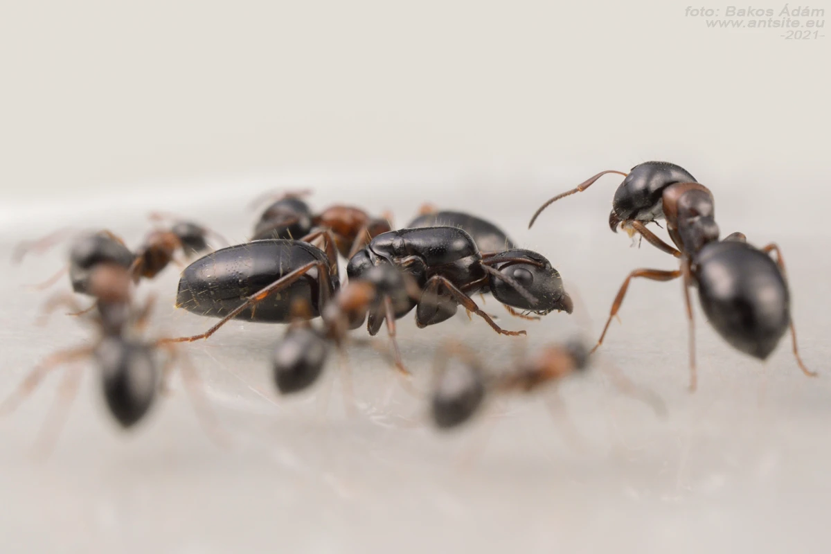 Camponotus dalmaticus - Image 4