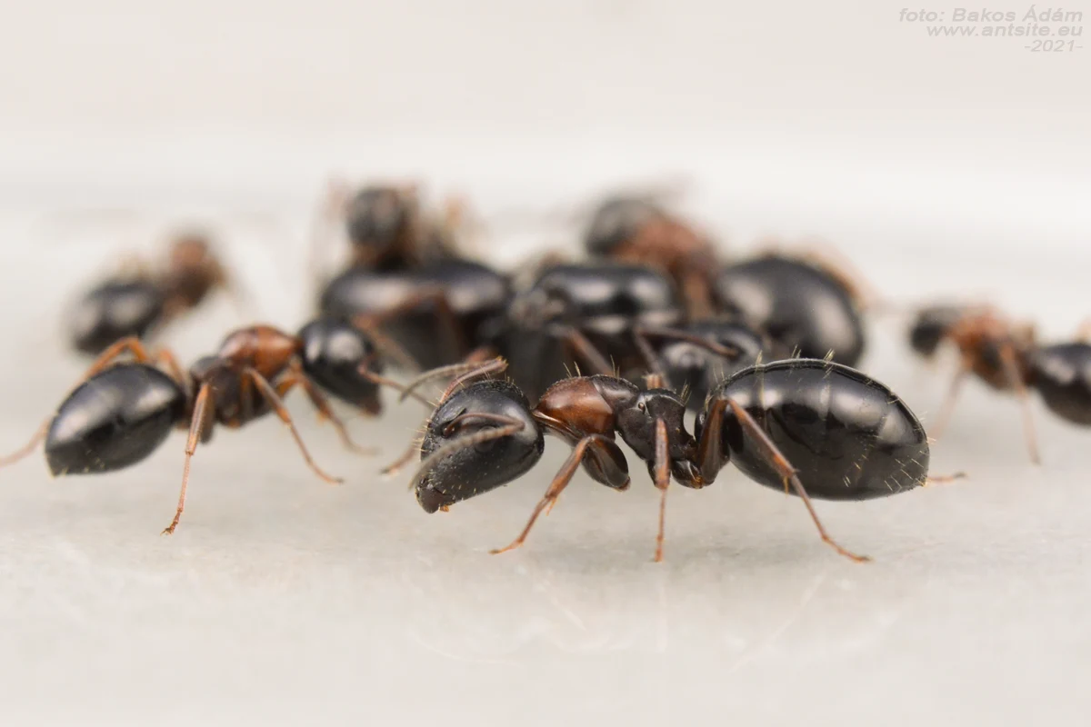 Camponotus dalmaticus - Image 3