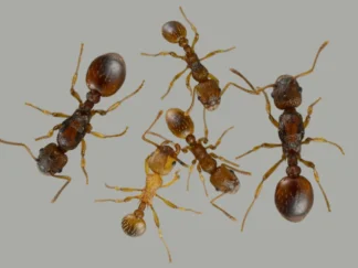 Myrmica scabrinodis